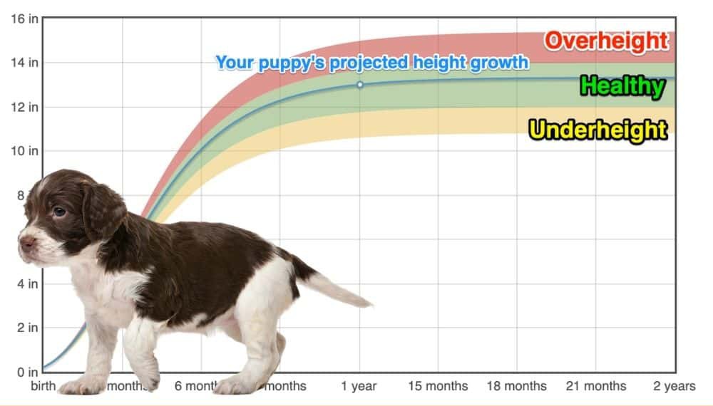 English Springer Spaniel Height+Growth Chart How Tall Will My English